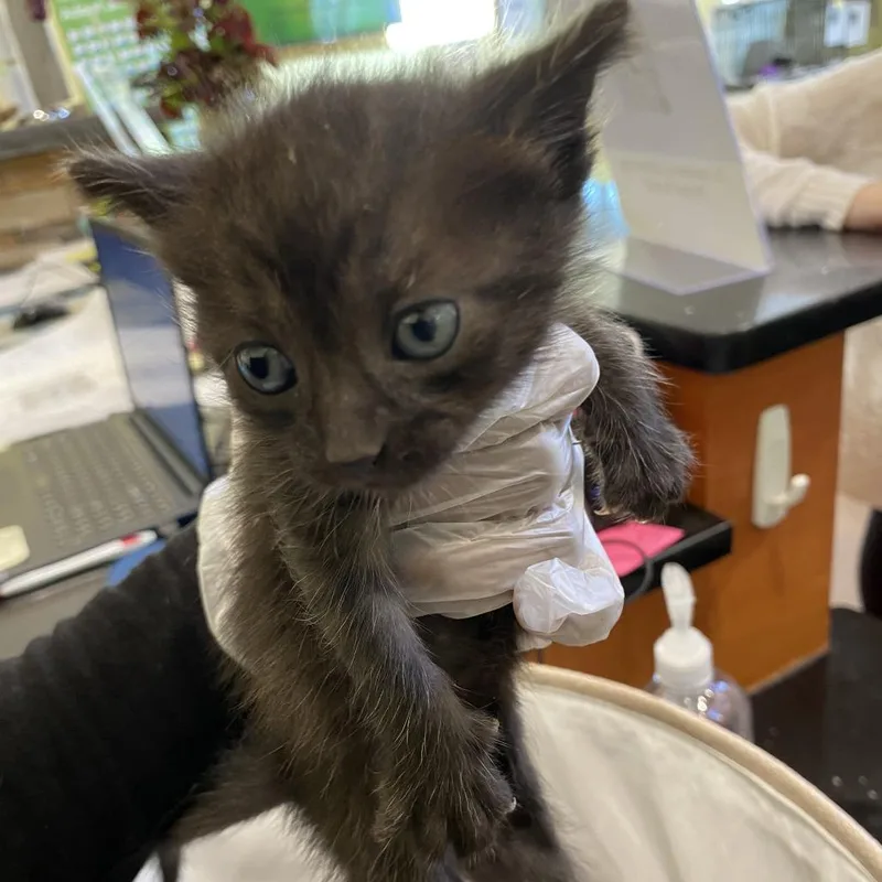A baby small-sized female Black Domestic Short Hair cat named Hagrid for adoption in Lynchburg, VA