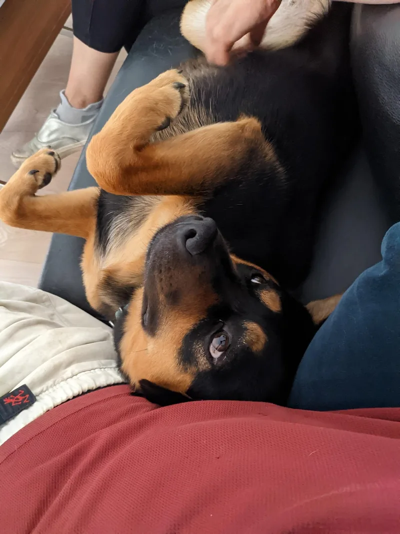 Sheba