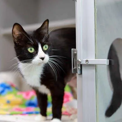 An adult small-sized female Black Domestic Short Hair cat named Coral for adoption in Atlanta, GA