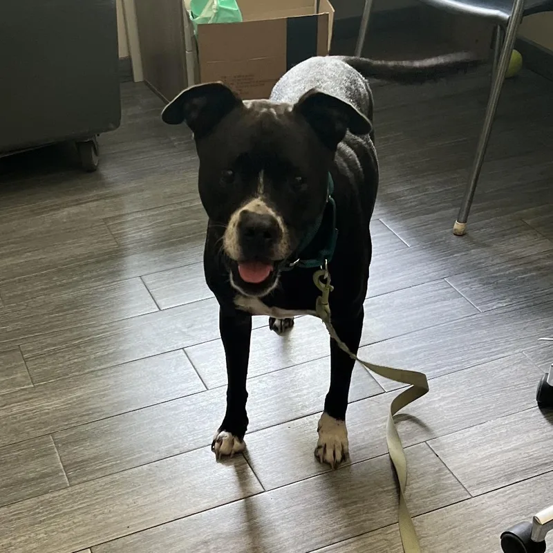 An adult medium-sized male Black Mixed Breed dog named Jim for adoption in Jacksonville, FL