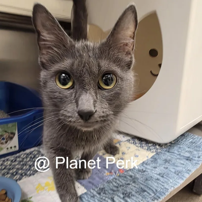 An adult medium-sized female Gray / Blue / Silver Domestic Short Hair cat named Melody for adoption in Oshkosh, WI