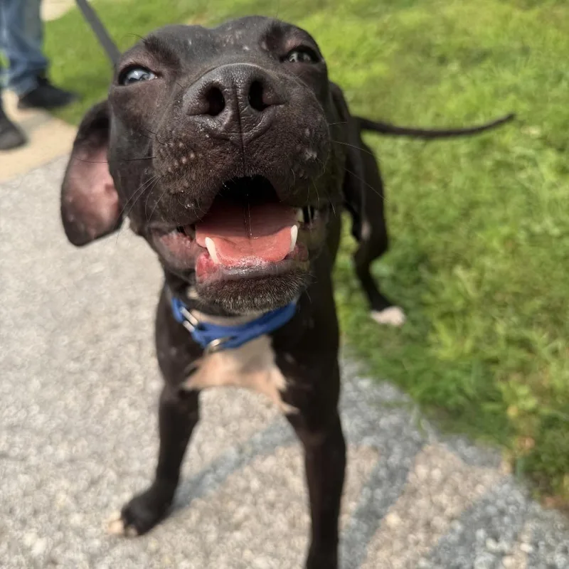 A young small-sized male Black Pit Bull Terrier dog named "Franklin" for adoption in Perkiomenville, PA