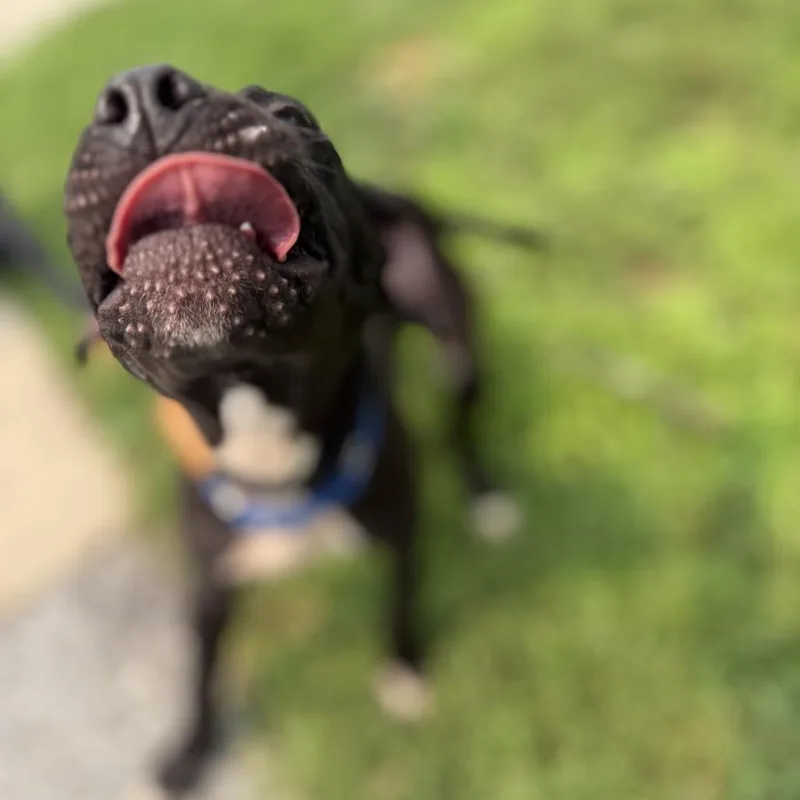"Franklin" thumbnail 3