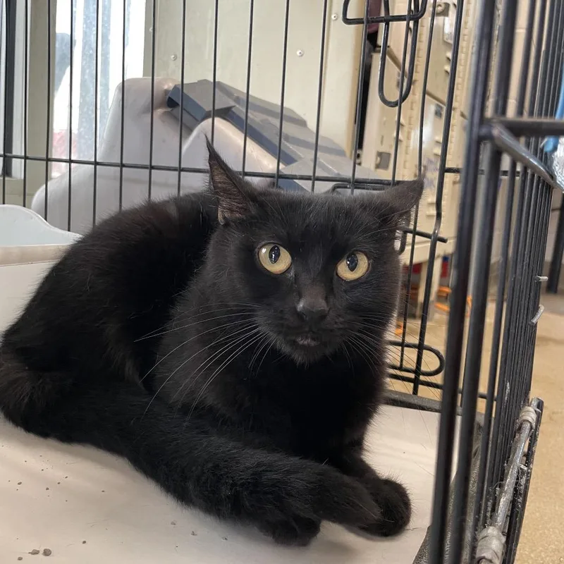 A young medium-sized female Black Domestic Short Hair cat named Morticia for adoption in San Antonio, TX