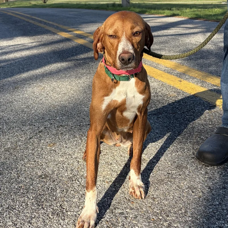 An adult medium-sized female Red / Chestnut / Orange Redbone Coonhound dog named Ruby for adoption in West Grove, PA