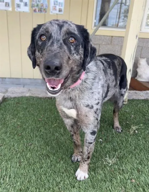 A young medium-sized female Merle (Blue) Catahoula Leopard Dog dog named Fable for adoption in Phoenix, OR