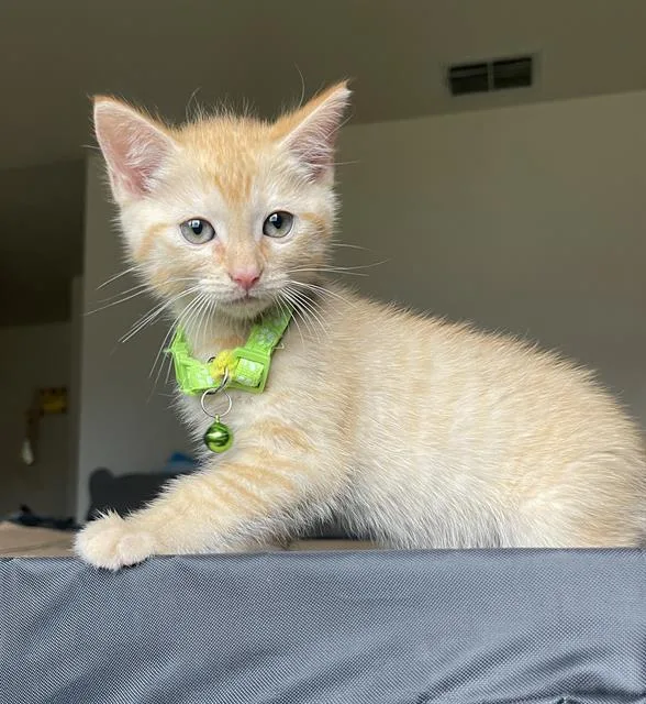 A baby small-sized female Domestic Short Hair cat named Karot for adoption in Sacramento, CA