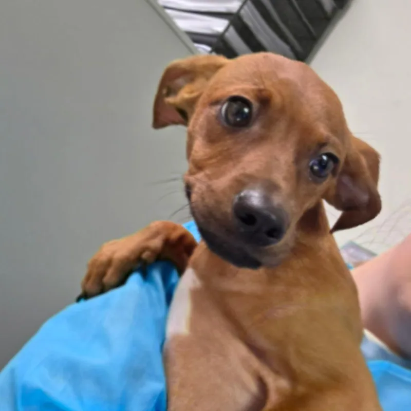 A baby small-sized female Brown / Chocolate Mixed Breed dog named Buttercup for adoption in Charleston, WV