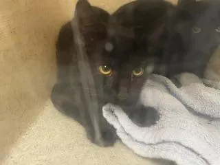 A baby medium-sized female Domestic Short Hair cat named Sayona for adoption in Kent, WA