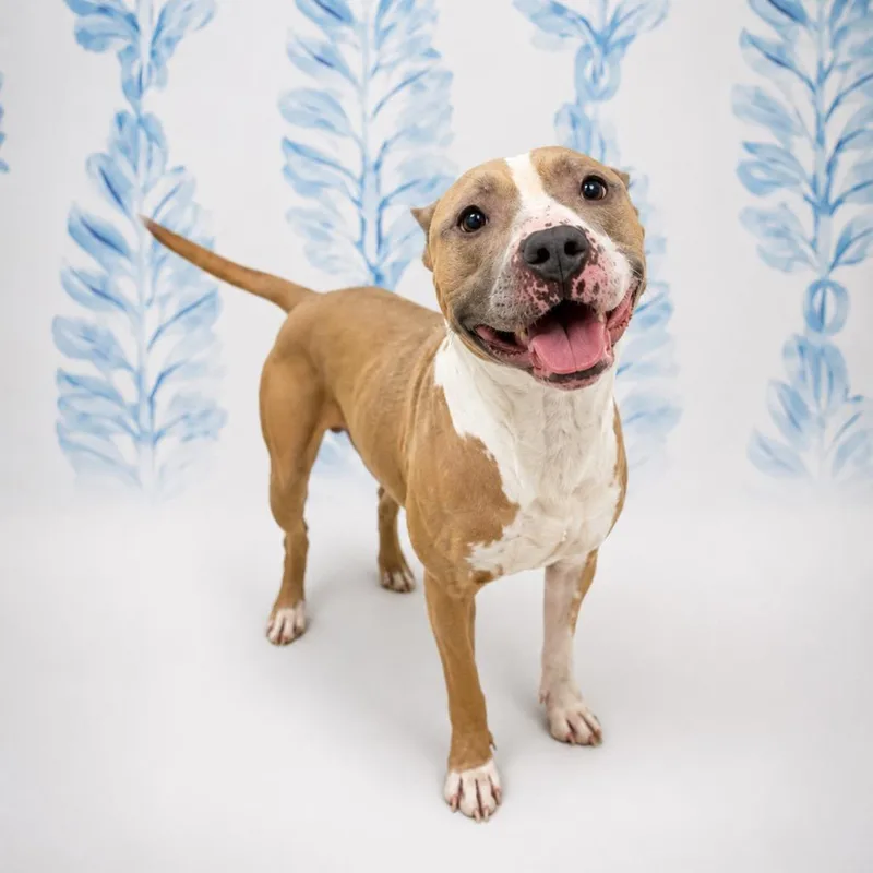 An adult medium-sized male Yellow / Tan / Blond / Fawn Pit Bull Terrier dog named Meatball for adoption in Morganton, NC