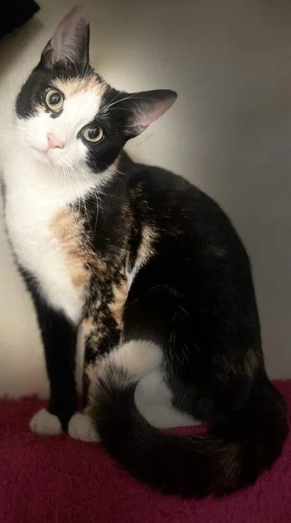 An adult small-sized female Domestic Short Hair cat named Halloween for adoption in West Chester, PA
