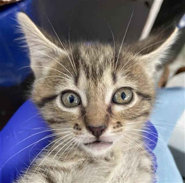 A young medium-sized female Domestic Short Hair cat named Muffin for adoption in Dallas, TX