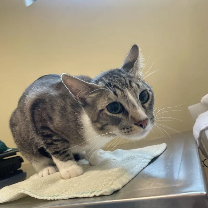 An adult medium-sized male Gray / Blue / Silver Domestic Short Hair cat named Pumba for adoption in Pasadena, CA