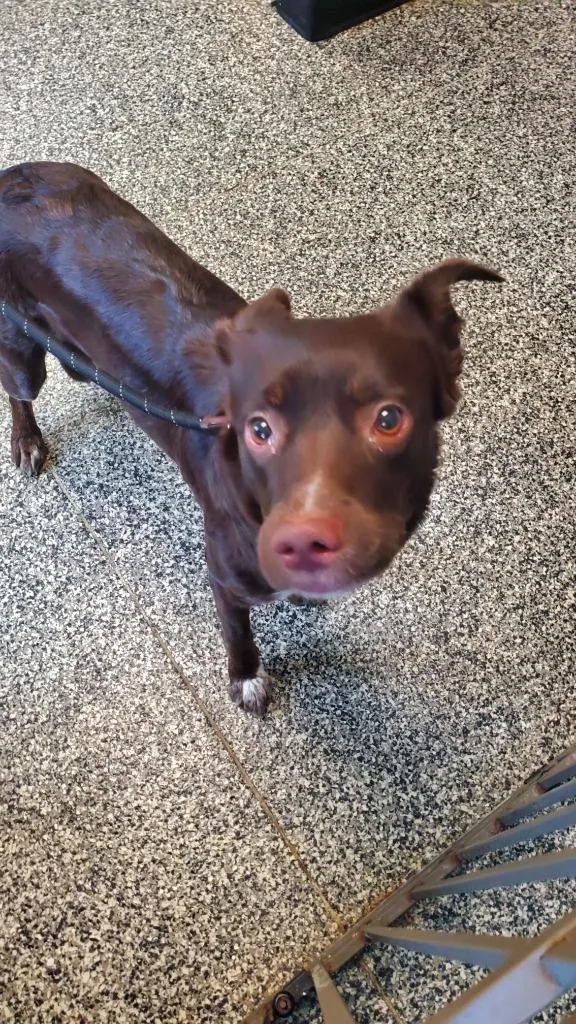A young medium-sized female Mixed Breed dog named Sapphire for adoption in Columbia, TN
