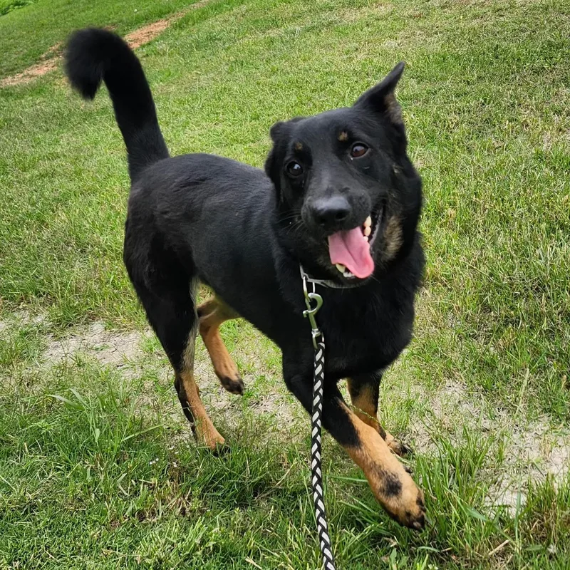 An adult medium-sized male Bicolor Australian Kelpie dog named Bobby for adoption in Weatherford, TX