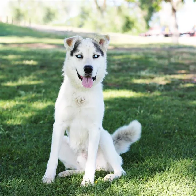 An adult medium-sized male Husky dog named Robin for adoption in Albuquerque, NM