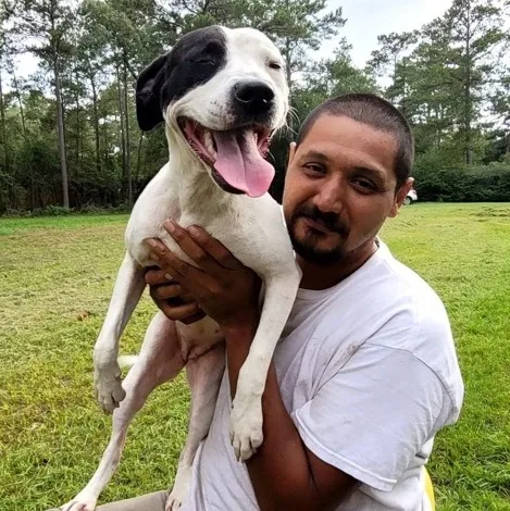 An adult medium-sized female White / Cream American Staffordshire Terrier dog named Sissy for adoption in Magnolia, TX