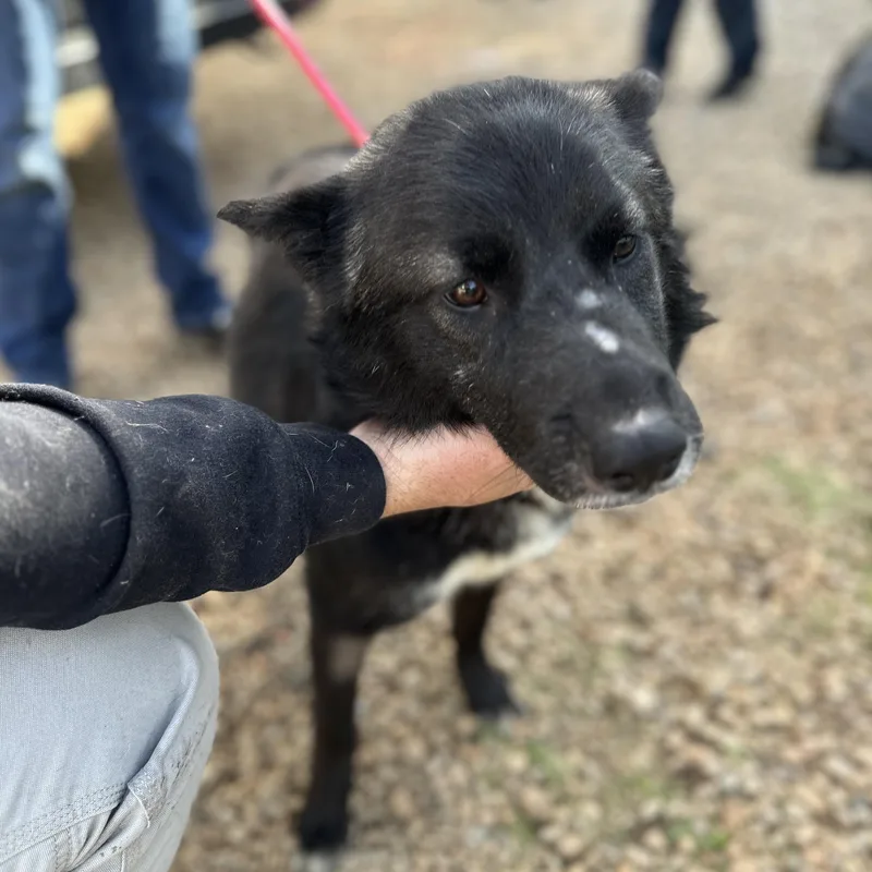 Buffalo Chicken Wrap thumbnail 2