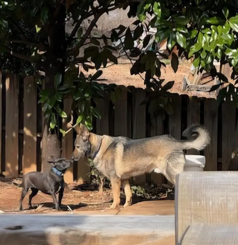 Marshmallow thumbnail 3