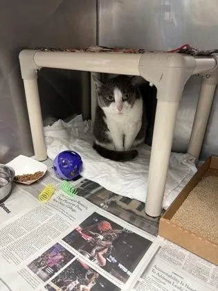A senior medium-sized female Domestic Short Hair cat named Pep Pep for adoption in Madison, NJ