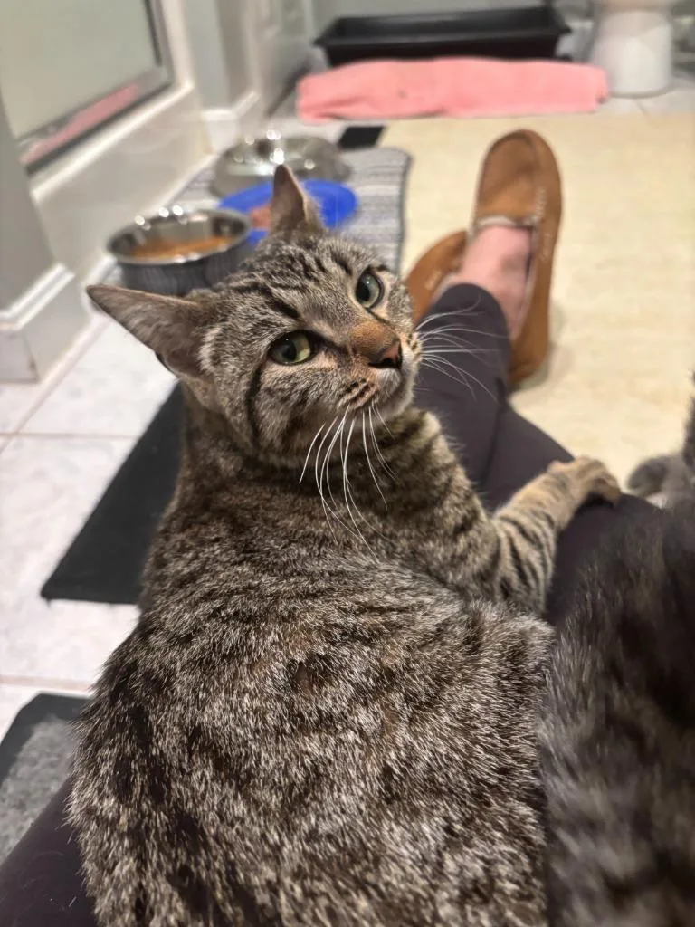 A young small-sized female Domestic Short Hair cat named Harlequin for adoption in Lunenburg, MA