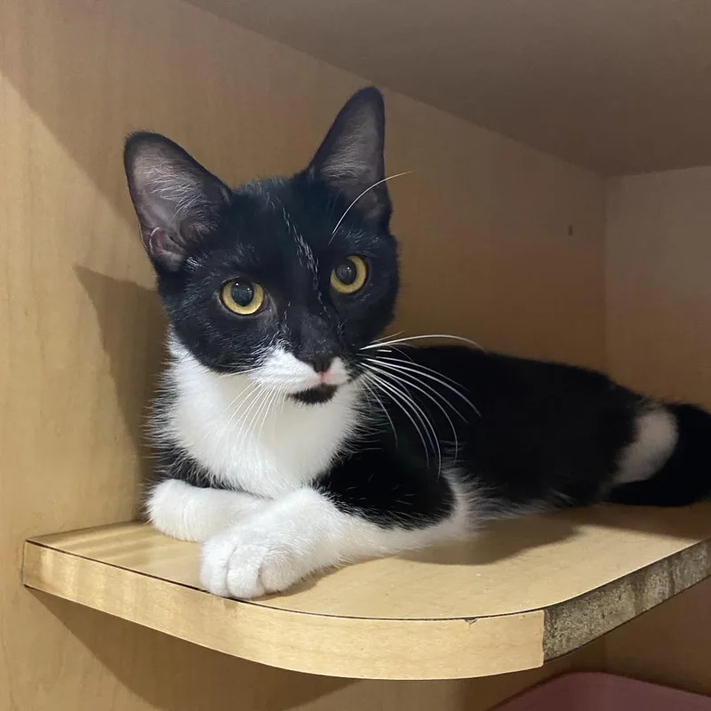 A young medium-sized female Domestic Short Hair cat named Smiley for adoption in Washington Township, OH