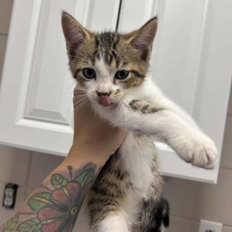 A baby small-sized male Brown / Chocolate Domestic Short Hair cat named Copper for adoption in Huntsville, AL