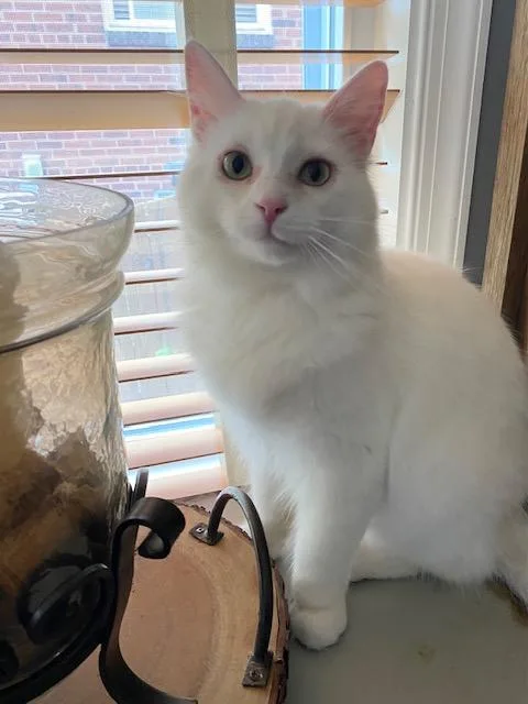 An adult medium-sized male White Domestic Medium Hair cat named Angelo for adoption in Fairfax, VA