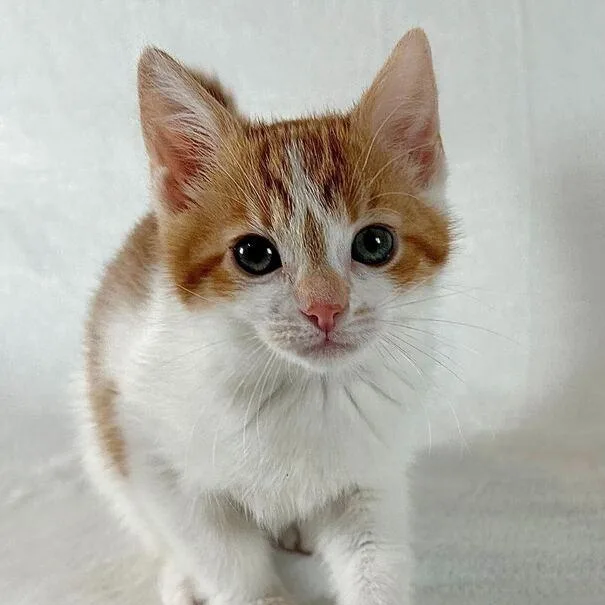 A baby small-sized male Orange / Red Domestic Short Hair cat named Jeremiah for adoption in Johnson City, TN