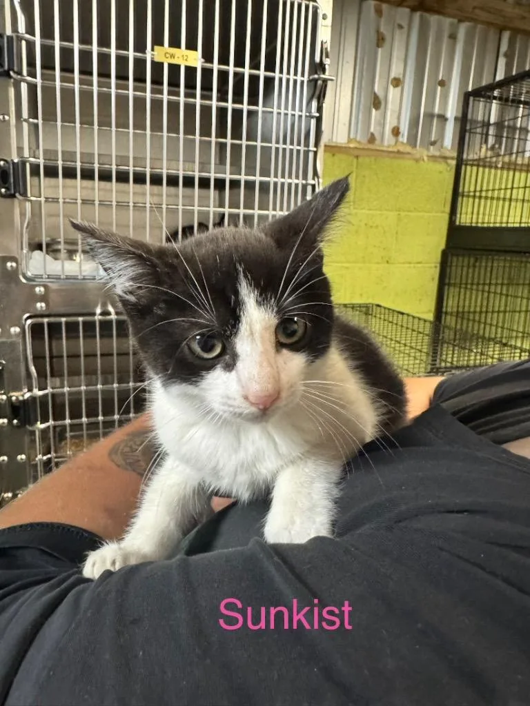 A baby medium-sized female Domestic Short Hair cat named SunKist for adoption in Shelbyville, TN
