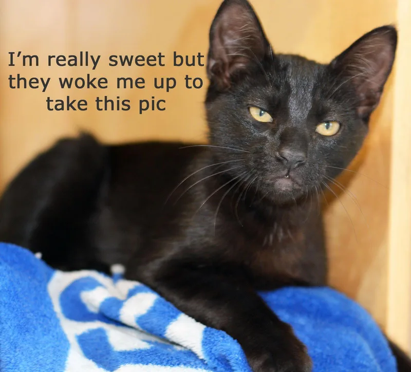 A baby medium-sized male Black Domestic Short Hair cat named Friedrich for adoption in San Clemente, CA