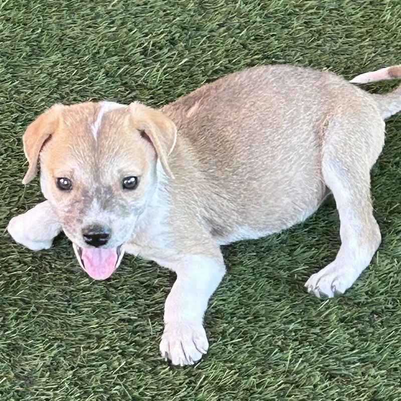 A baby medium-sized male Pit Bull Terrier dog named Waffles for adoption in Krum, TX
