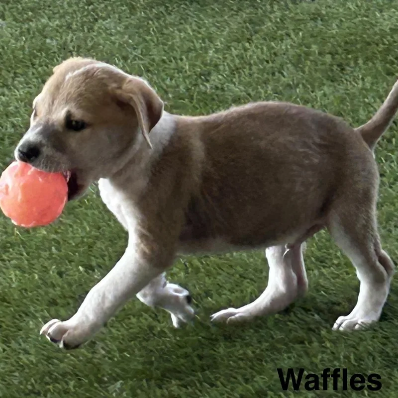 Waffles thumbnail 2