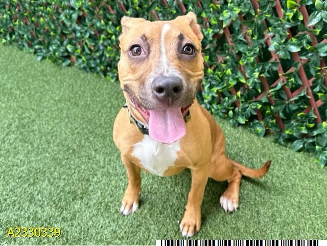 A young small-sized female Mixed Breed dog named Nurse Joy for adoption in West Palm Beach, FL