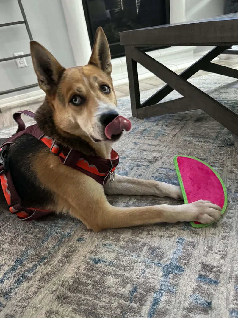 A young medium-sized male Yellow / Tan / Blond / Fawn Husky dog named Stormy for adoption in Humble, TX
