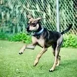 An adult medium-sized male Black Mixed Breed dog named John Boy for adoption in Houston, TX