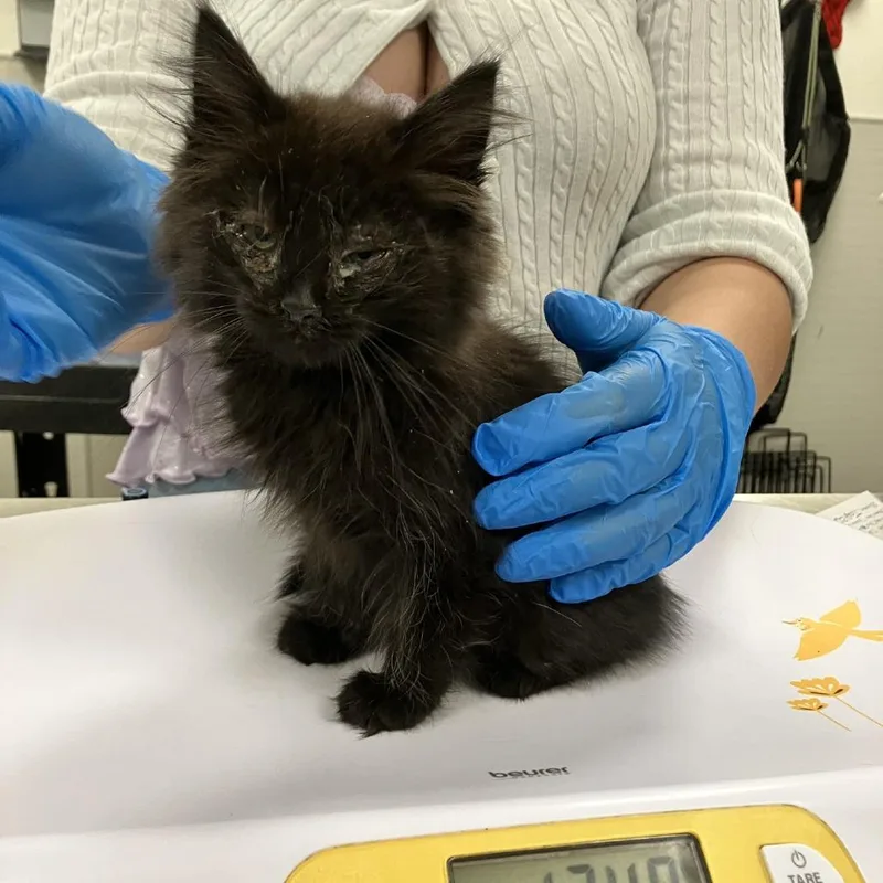 A baby small-sized male Black Domestic Medium Hair cat named Floyd for adoption in Las Cruces, NM