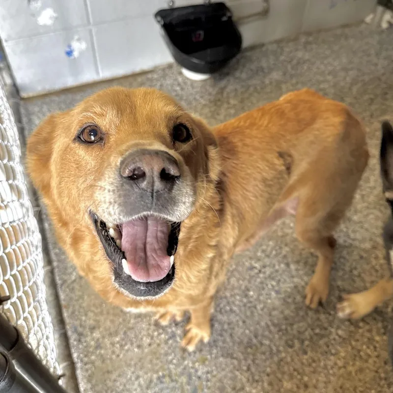 An adult medium-sized female Golden Retriever dog named Dolly for adoption in Beaumont, TX