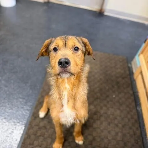 A young medium-sized female Yellow / Tan / Blond / Fawn Terrier dog named Nora for adoption in Fairfax Station, VA