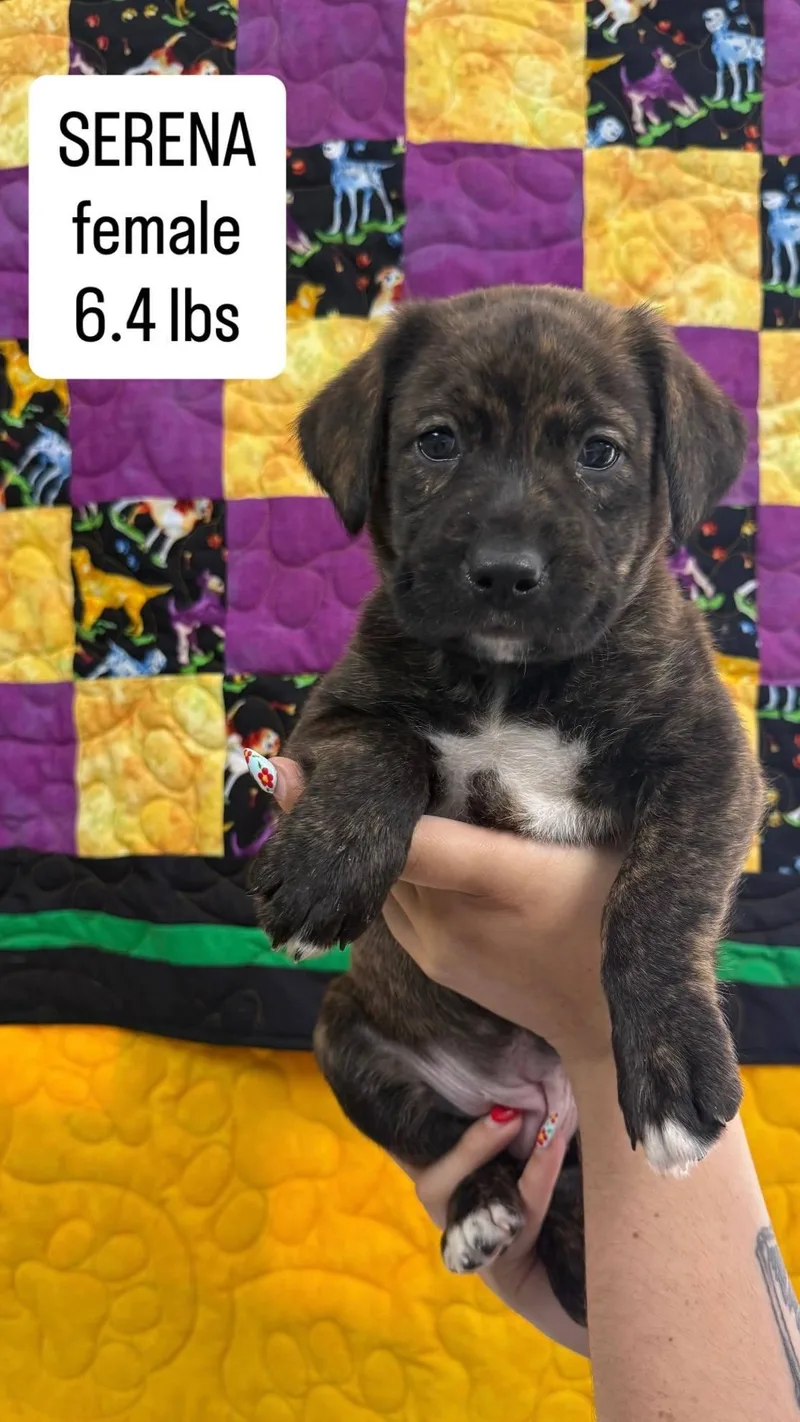 A baby large-sized female Brindle Mixed Breed dog named Serena for adoption in LEMONT, IL