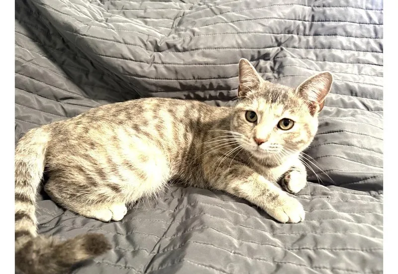 A young small-sized female Gray / Blue / Silver Domestic Short Hair cat named Hannah Cat for adoption in Cedartown, GA