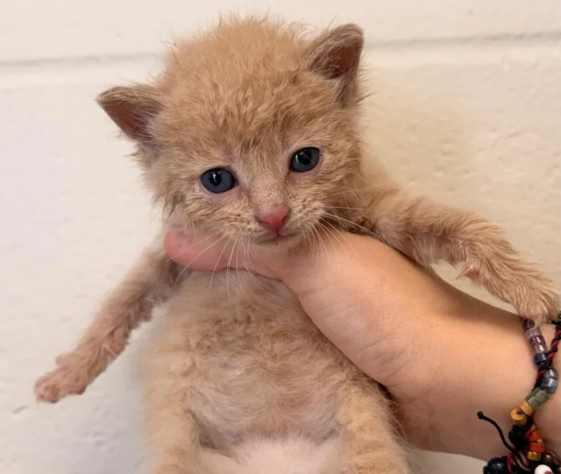 A baby small-sized male Domestic Short Hair cat named Ra for adoption in Defiance, OH