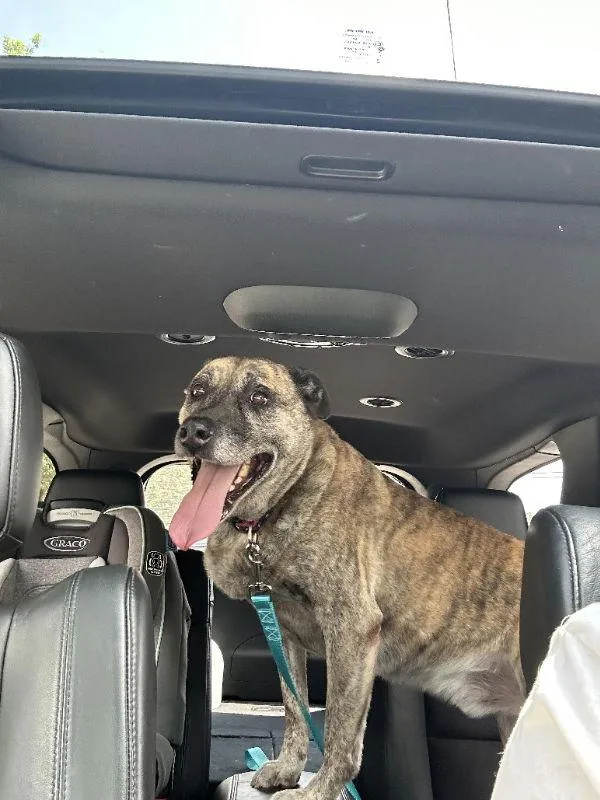 Smokey Bandit thumbnail 2