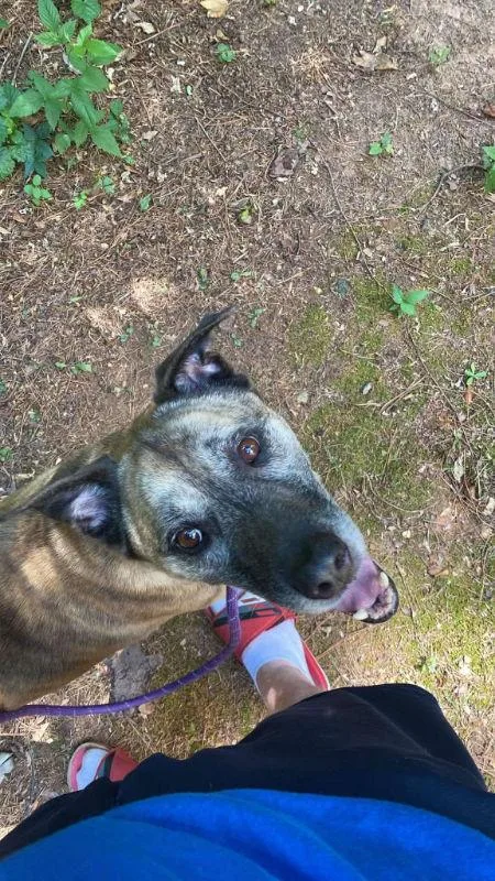 Smokey Bandit thumbnail 3