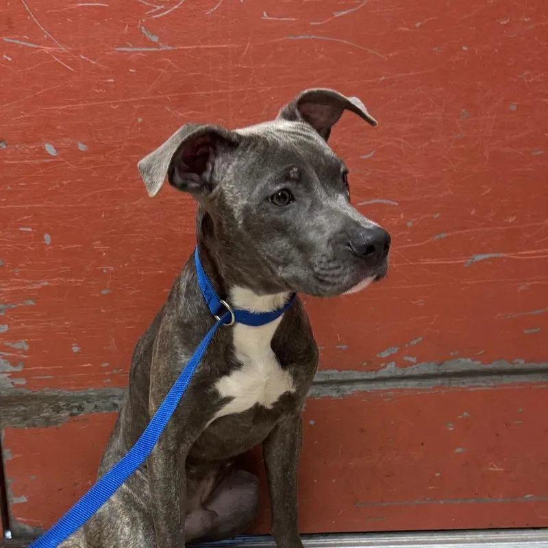 An adult medium-sized male Gray / Blue / Silver Mixed Breed dog named Kylo for adoption in Newark, NJ