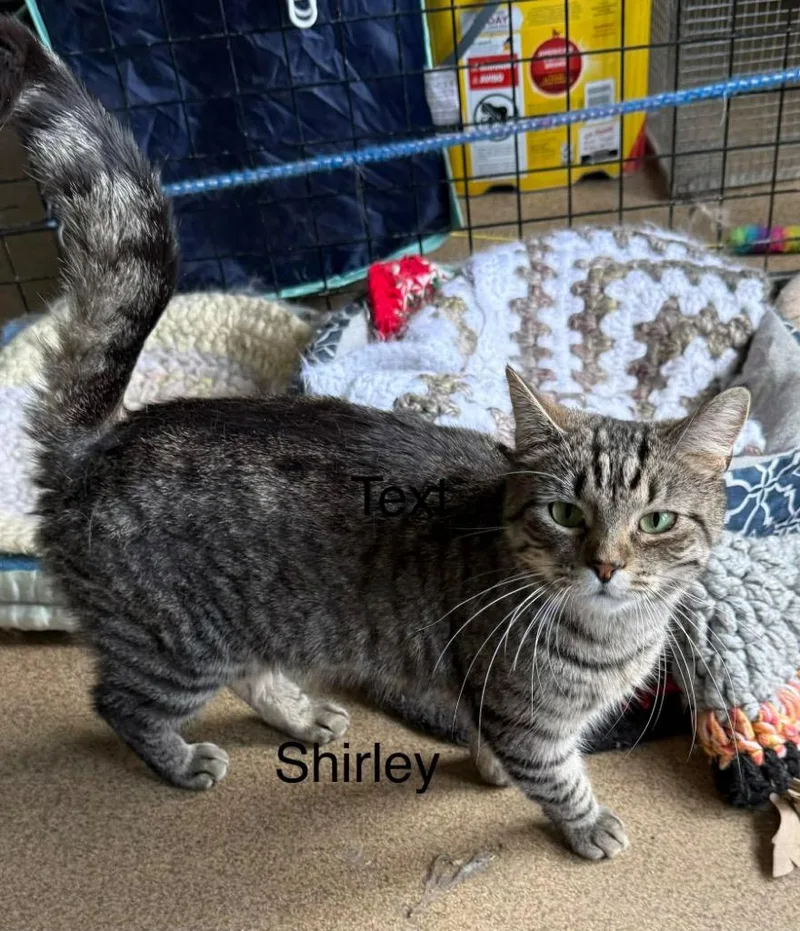 Shirley