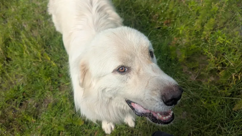 Ozzie