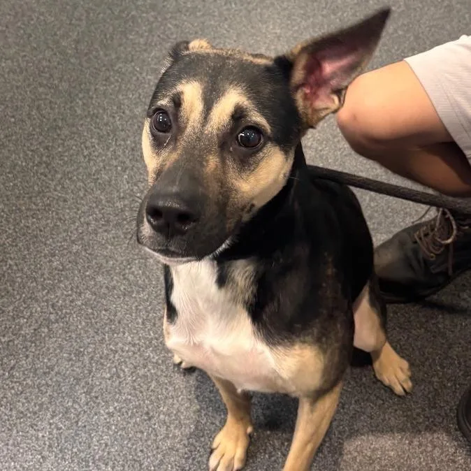 An adult medium-sized female Black Mixed Breed dog named Heidi for adoption in Allentown, PA