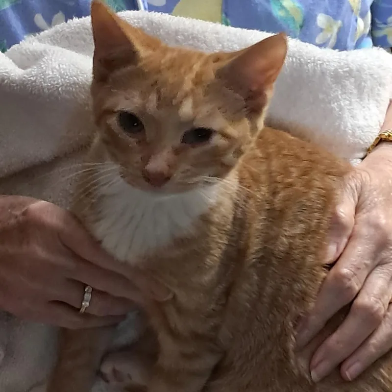 A young extra large-sized male Orange / Red Domestic Short Hair cat named Creamsicle for adoption in League City, TX