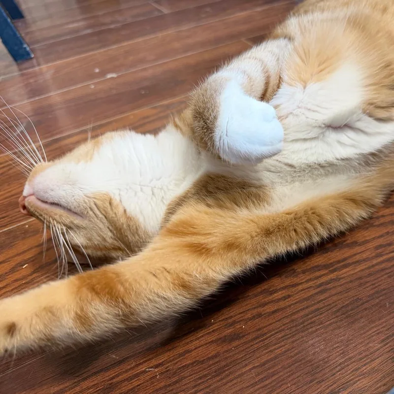 Creamsicle thumbnail 4